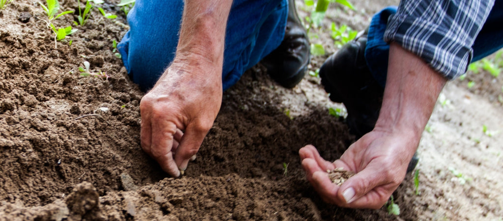 Prepariamo il Terreno dell'Orto 2