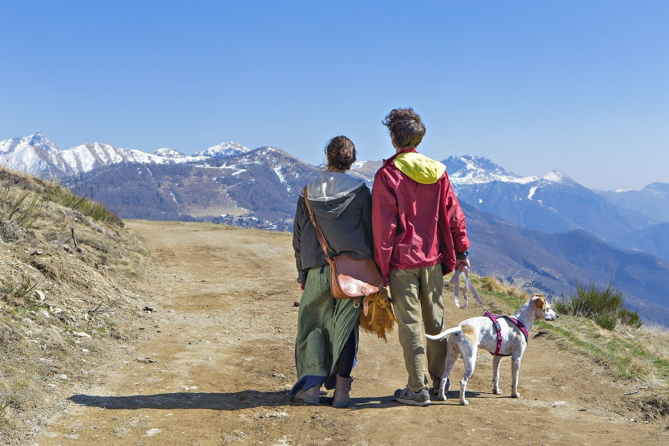 Suggerimenti per viaggiare in sicurezza con il tuo cane