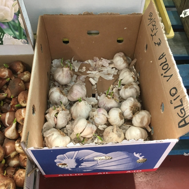 LEBEN Semi da Orto, Fiori, Prato