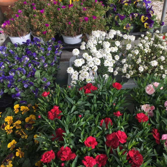 Fiori e Piante da Giardino