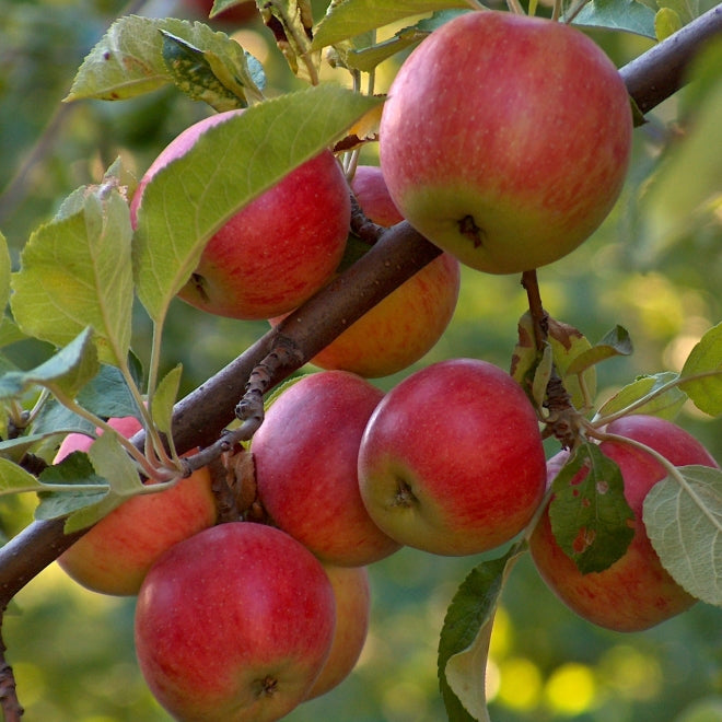 Piante e alberi da frutto