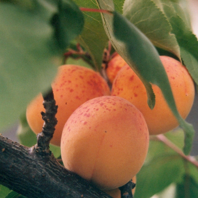 Piante e alberi da frutto