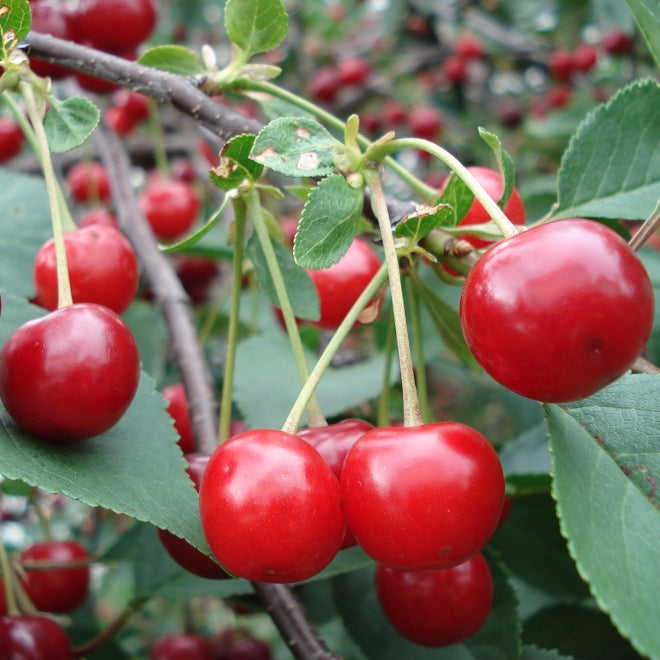 Piante e alberi da frutto
