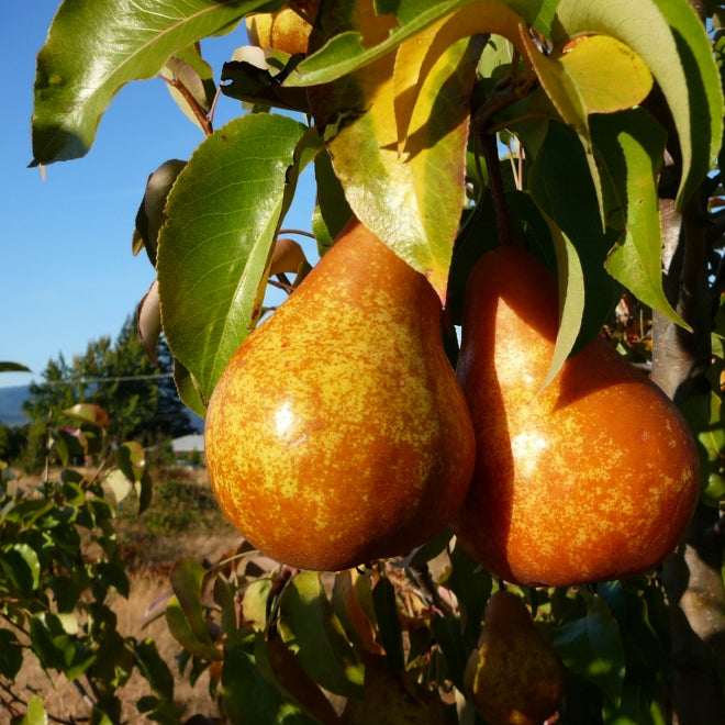 Piante e alberi da frutto