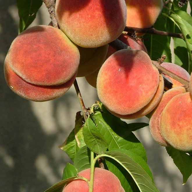 Piante e alberi da frutto