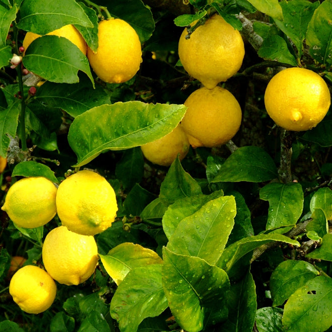 Piante e alberi da frutto