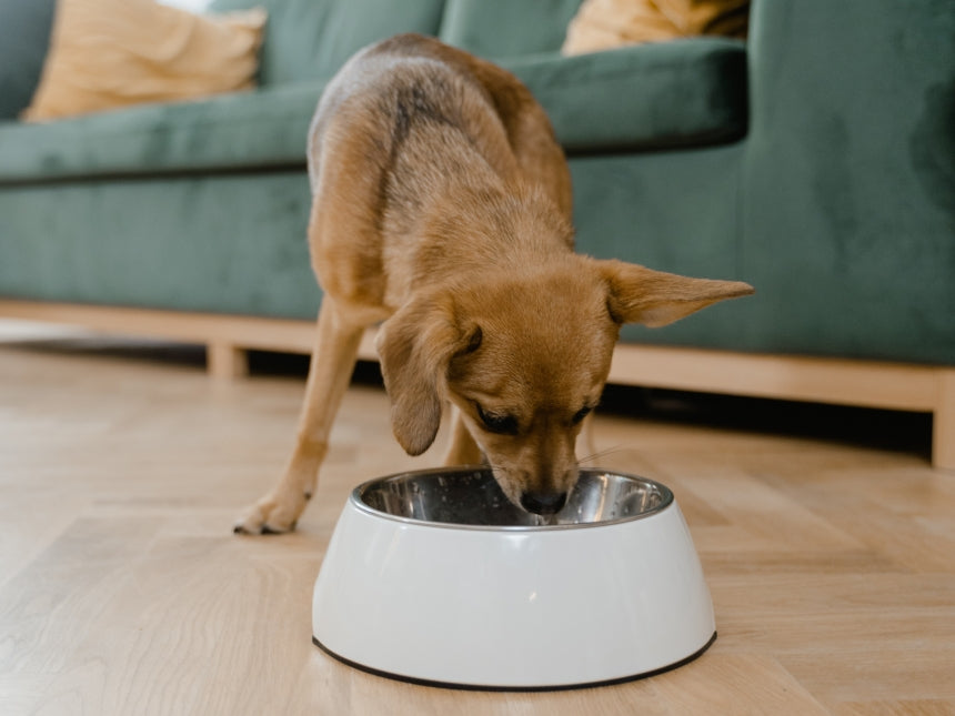Un consiglio per orari e frequenza dei pasti del tuo cane