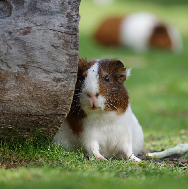 Piccoli Animali Domestici